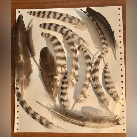 Feathers - Picture 1 of 1